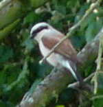 CLICK FOR-Common, Azure, Blue Tailed, Large Red