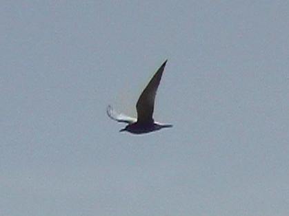 Black Tern