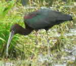 Glossy Ibis