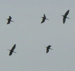 Glossy Ibis