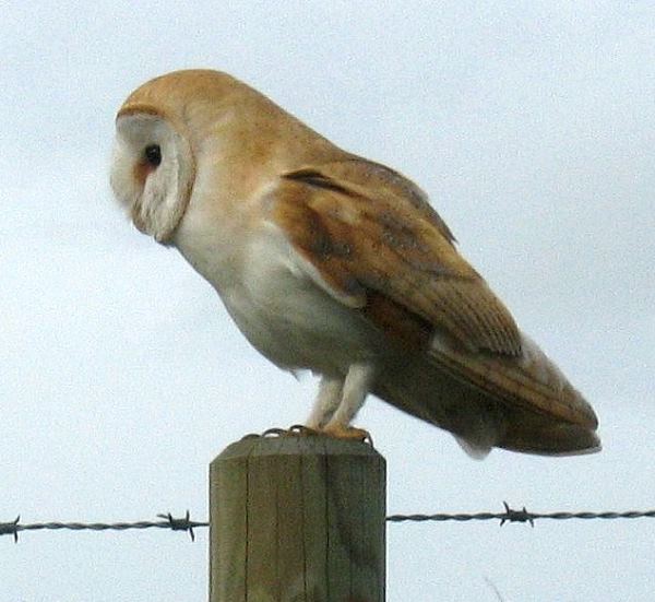 Barn Owl