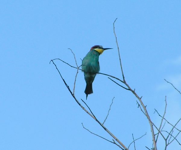 Bee Eater