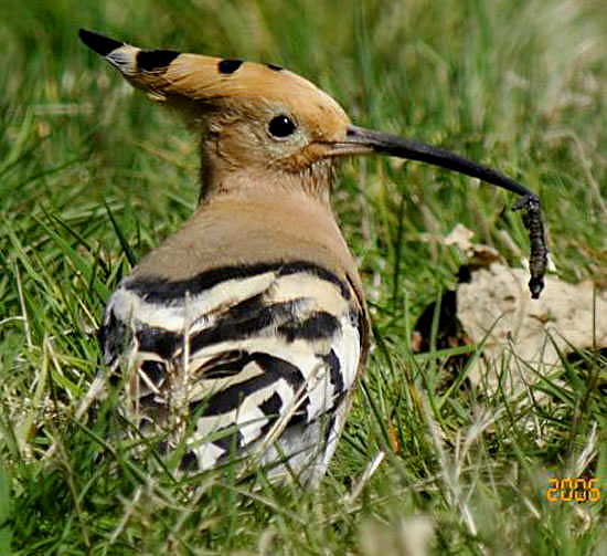 Hoopoe