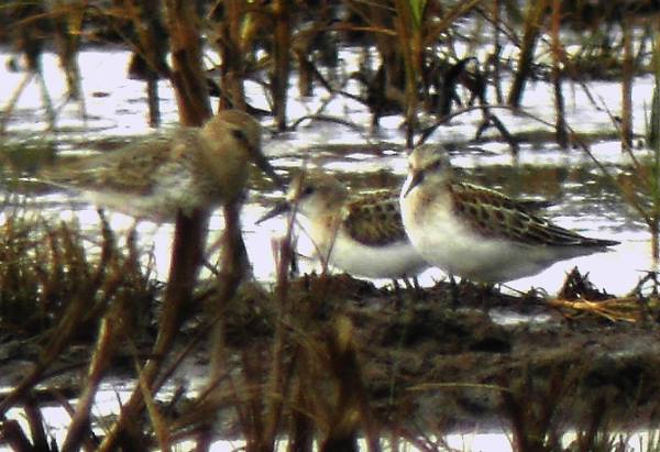 Little Stint