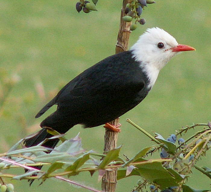 Madagascar Bulbul