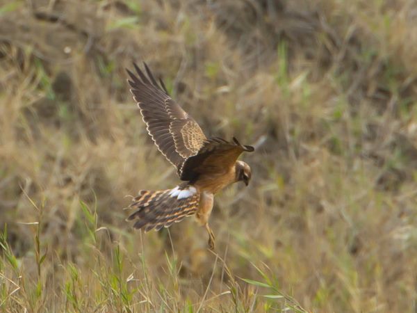 Montegu's Harrier