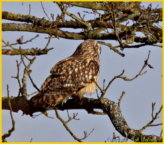 Montegu's Harrier