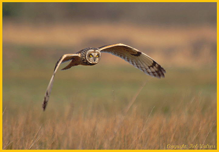 Montegu's Harrier