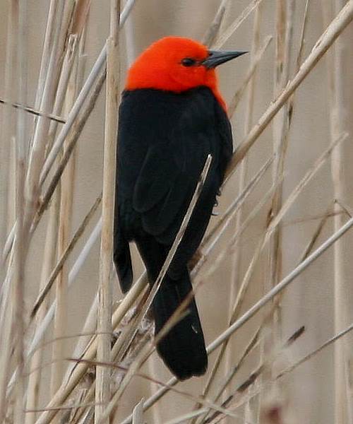 Scarlet Headed Blackbird