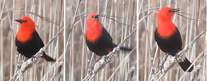 Scarlet Headed Blackbird